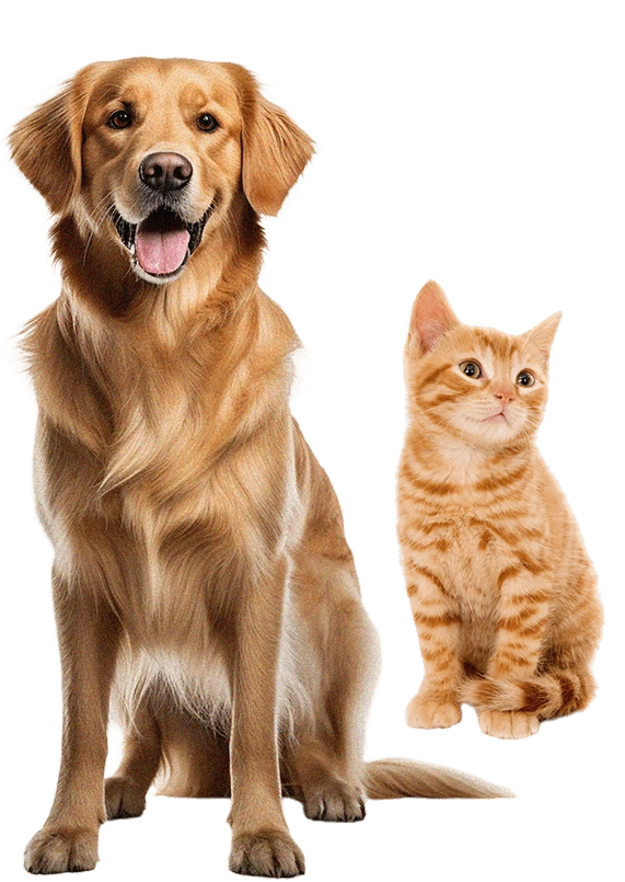 vacinacao animal domicilio coimbra